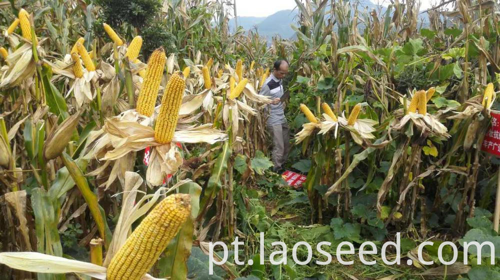 Yellow Corn Maize